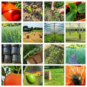 Diseño Comercial Agrícola 